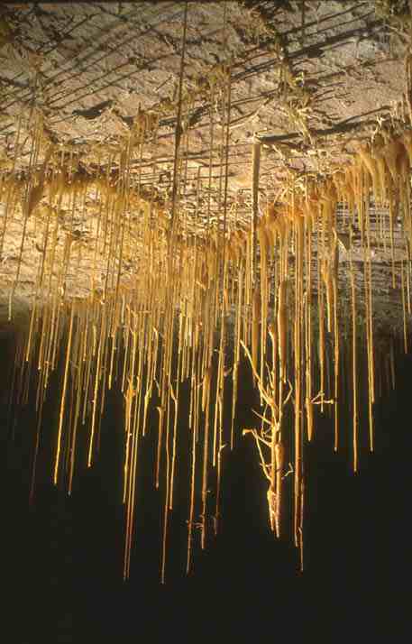 Kartchner Caverns: soda straws