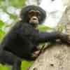 Movie Review: Chimpanzee 4